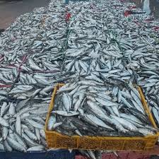 السردين يقترب من 50 درهما قبل رمضان.. نهاية "الراحة البيولوجية" تختبر قدرة السوق على استعادة التوازن